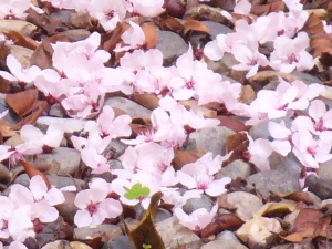 Close up of fallen cherry blossoms. 
